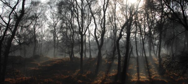 Photo Eerie forest