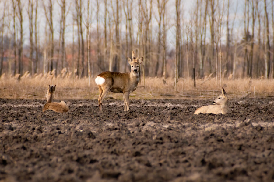 Field recording van dieren