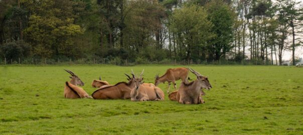 Photo Field recording van dieren