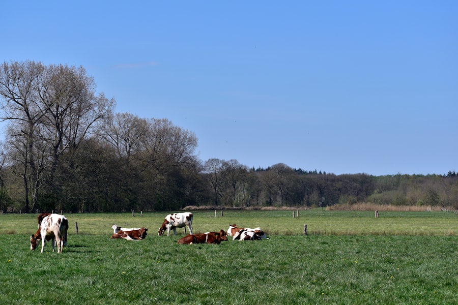 Photo Field recording van dieren
